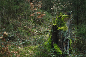 Autumn mood in the forest Autumn mood in the forest